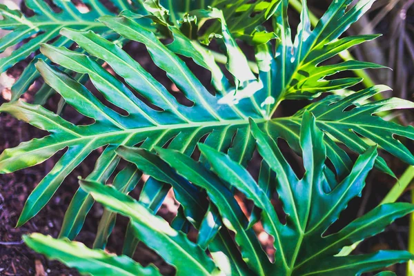Detalle de palmeras subtropicales exóticas —  Fotos de Stock