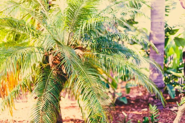 egzotik subtropikal palmiye ağaçları detay