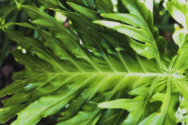 Exotische subtropische palm bomen detail — Stockfoto