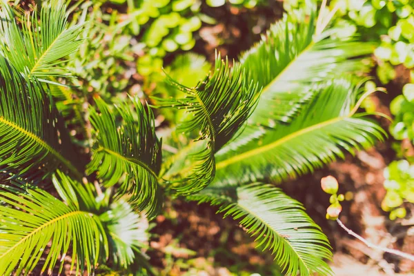 Egzotik subtropikal palmiye ağaçları detay — Stok fotoğraf