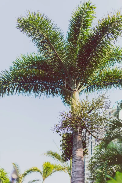 Экзотические субтропические пальмы — стоковое фото