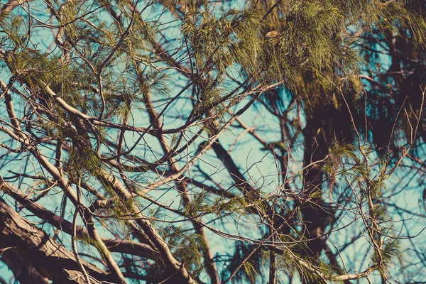 Drzewo sosny z rade liść strzał w subtropikalny klimat — Zdjęcie stockowe
