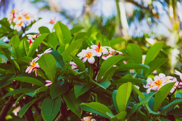 Rostliny Keře Zářivými Barvami Květiny Subtropické Podnebí Zastřelil Queensland Austrálie — Stock fotografie