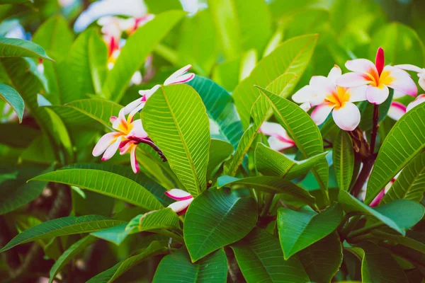 Frangipani Plantes Aux Couleurs Vives Fleurs Dans Climat Subtropical Tourné — Photo