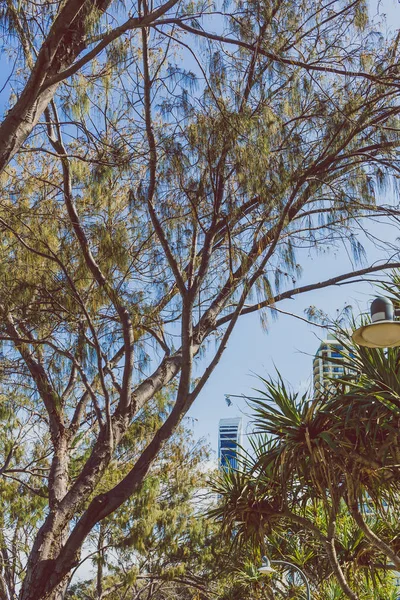 La spiaggia e il paesaggio in Surfers Paradise sulla Gold Coast — Foto Stock