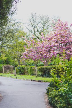 Pembe ağaç bahar çiçekleri surroun bol olan şehir parkında