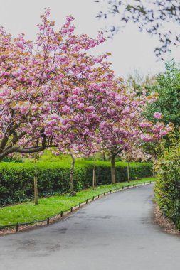 Pembe ağaç bahar çiçekleri surroun bol olan şehir parkında