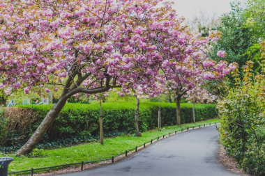 Pembe ağaç bahar çiçekleri surroun bol olan şehir parkında