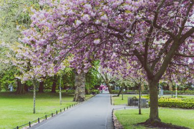 Pembe ağaç bahar çiçekleri surroun bol olan şehir parkında