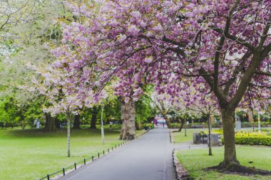 Pembe ağaç bahar çiçekleri surroun bol olan şehir parkında