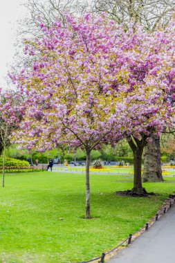 Pembe ağaç bahar çiçekleri surroun bol olan şehir parkında