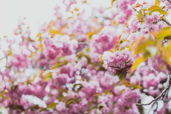 극단적인 bokeh와 봄에서 나무에 분홍색 꽃 — 스톡 사진