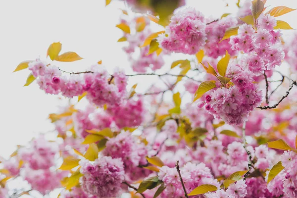 극단적인 bokeh와 봄에서 나무에 분홍색 꽃 — 스톡 사진