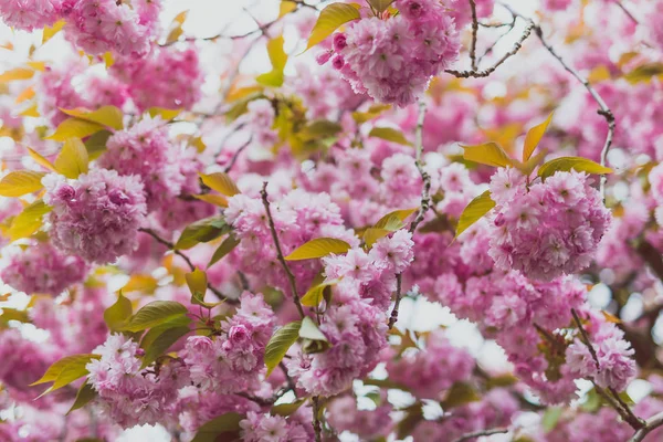 Fiori rosa su albero in primavera con bokeh estremo — Foto Stock