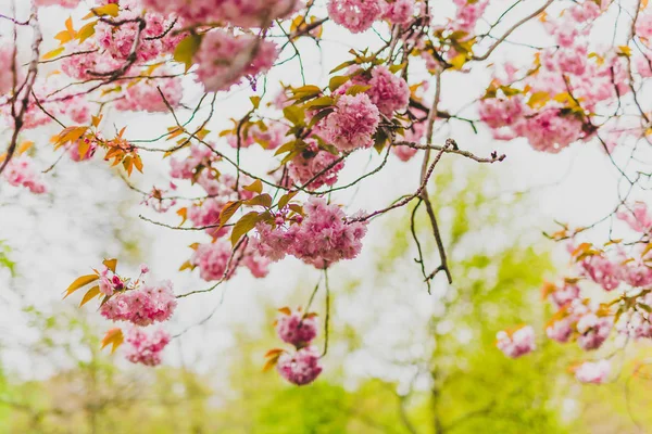 Fiori rosa su albero in primavera con bokeh estremo — Foto Stock