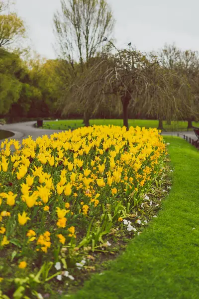 Detail des Stadtparks mit frühlingshaften gelben Tulpen — Stockfoto