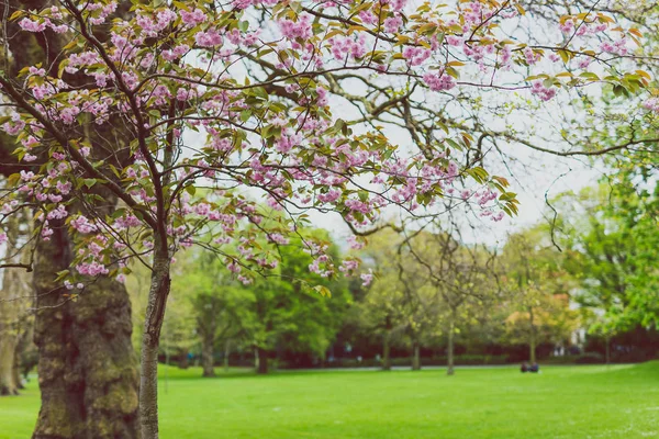 Rosafarbener Baum im Stadtpark im Frühling mit vielen Blüten umgeben — Stockfoto