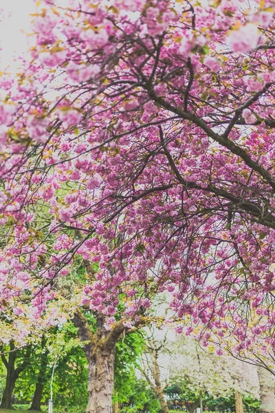 봄 꽃 surroun의 많은 도시 공원에서 핑크 트리 — 스톡 사진