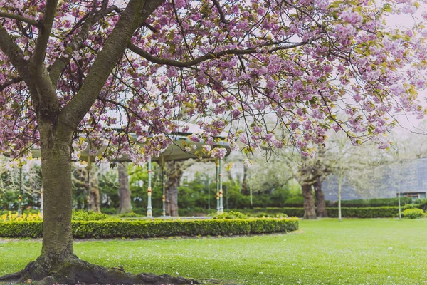 Rosafarbener Baum im Stadtpark im Frühling mit vielen Blüten umgeben — Stockfoto