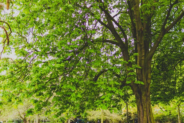 Hästkastanjeträd i stadsparken med extremt livfulla gröna t — Stockfoto