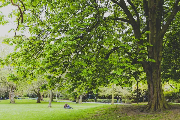 Rosskastanienbäume im Stadtpark mit extrem sattem Grün — Stockfoto