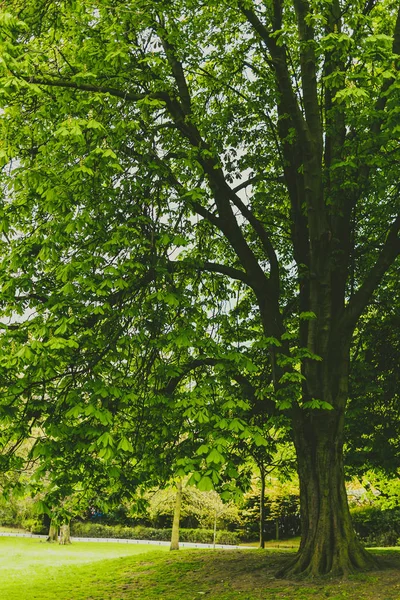 Hästkastanjeträd i stadsparken med extremt livfulla gröna t — Stockfoto