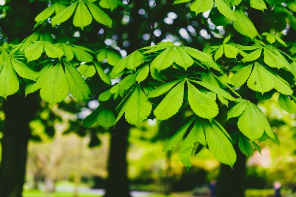 Horse chestnut trees in city park with extremely vibrant green t — Stock Photo, Image