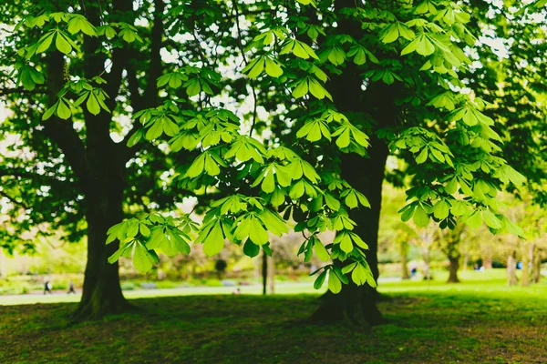 Каштановые деревья в городском парке с чрезвычайно яркими зелеными т — стоковое фото