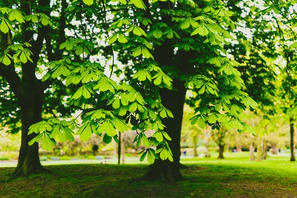 Hästkastanjeträd i stadsparken med extremt livfulla gröna t — Stockfoto