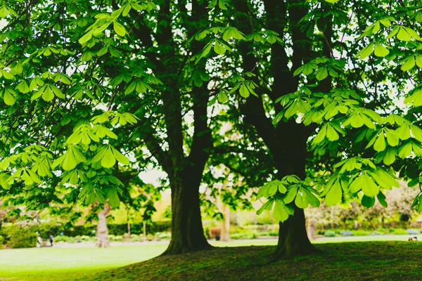 Hästkastanjeträd i stadsparken med extremt livfulla gröna t — Stockfoto