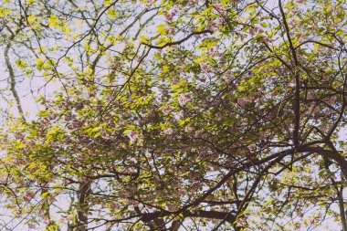 Yazlık ağaç dalları Şehir Parkı