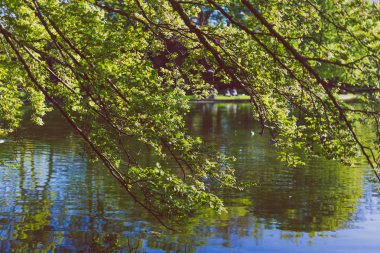 ağaç dalları Şehir Parkı su yansıması ile