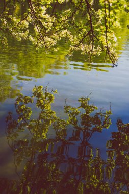 ağaç dalları Şehir Parkı su yansıması ile