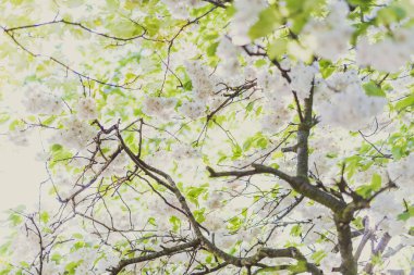 Şehir Park ağaç dalları üzerinde beyaz prunus çiçekleri