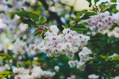 Şehir Park ağaç dalları üzerinde soluk pembe prunus çiçekleri