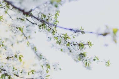 Şehir Park ağaç dalları üzerinde beyaz alıç çiçeği