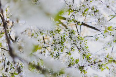 Şehir Park ağaç dalları üzerinde beyaz alıç çiçeği