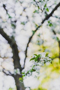 Şehir Park ağaç dalları üzerinde beyaz alıç çiçeği