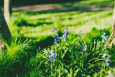 Şehir Parkı toprağa İspanyol çan çiçeği.