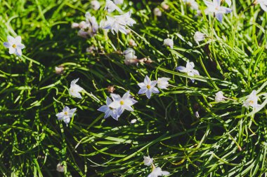 Şehir Parkı toprağa çiçeklenir beyaz grassnut