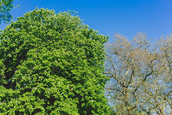 Летние ветви деревьев в городском парке — стоковое фото