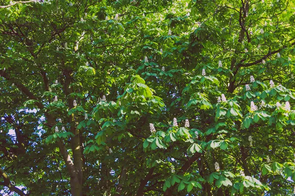 Kasztanowiec drzewa z kwiatami w parku miejskim — Zdjęcie stockowe