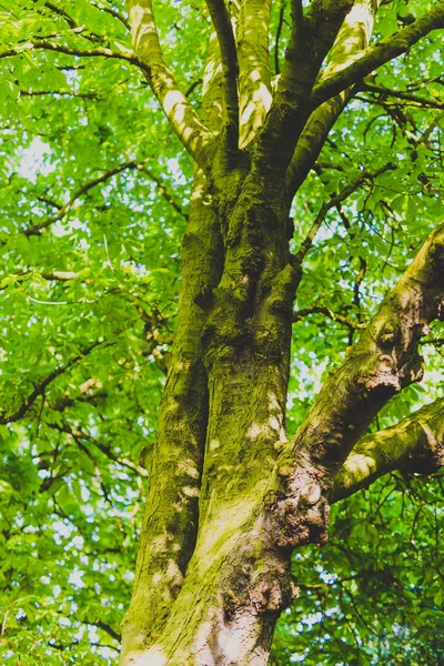 Зеленые Деревья Мхом Багажнике Городском Парке Солнечный Летний День — стоковое фото