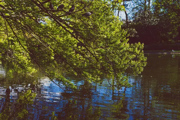 ağaç dalları Şehir Parkı su yansıması ile
