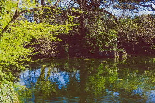 Ramos de árvores com reflexão sobre a água no parque da cidade — Fotografia de Stock