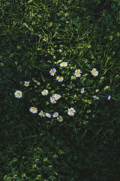 Margaridas pequenas cercadas por grama verde profunda — Fotografia de Stock