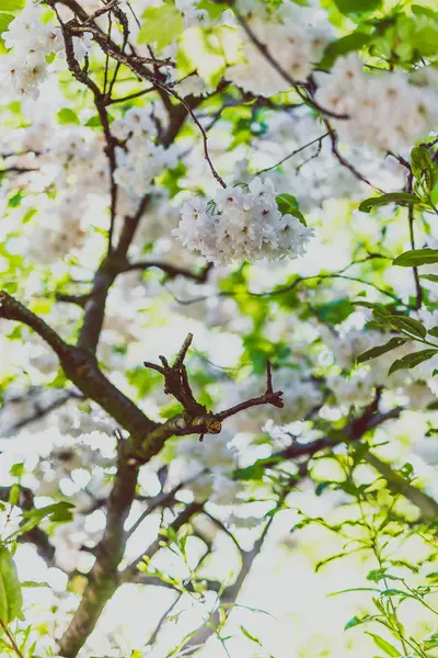 도시 공원에 나뭇가지에 흰색 벚나무 꽃 — 스톡 사진