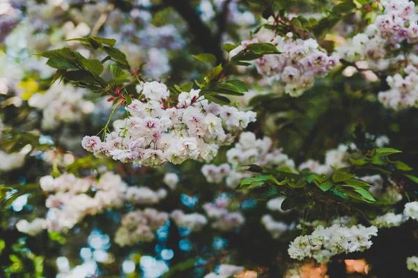 都市公園の木々 の枝に淡いピンクのサクラの花 — ストック写真