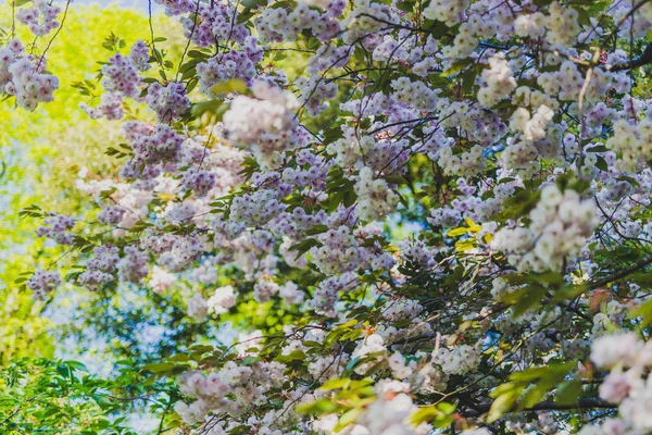 Fiori di prugne rosa pallido sui rami degli alberi nel parco cittadino — Foto Stock