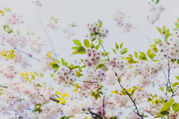도시 공원에 나뭇가지에 창백한 핑크 벚나무 꽃 — 스톡 사진